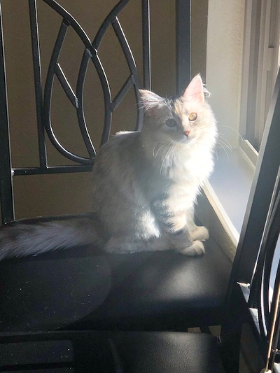 Milo Cooke youngster